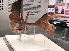 -北京周口店北京人遗址博物馆