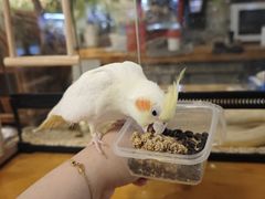 -吉丁鸟咖·异宠·寄养