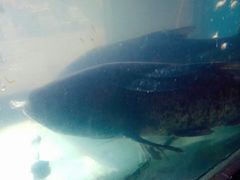 -全乐鱼馆·淳牌有机鱼直营店