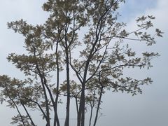 -成都大熊猫繁育研究基地