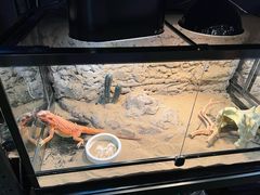 -FAIRYLAND龙族星球主题餐厅(凯丹广场店)