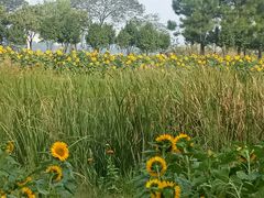 -艾溪湖湿地公园