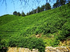 -心无尘茶餐馆(径山村店)