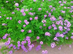 -长春公园(普阳街道)