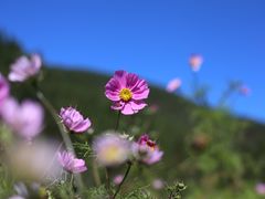 -武陵山森林公园