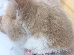 -喵园·猫主题咖啡厅·撸猫·猫咖(国贸店)