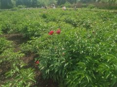 -黑龙江省森林植物园