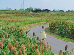 -三圣花乡旅游区