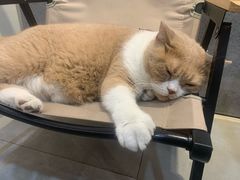 -伟伟宠物医院·CT影像中心·瑞派犬猫综合性门诊(汉口总院)