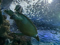 -上海海洋水族馆