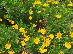 -合肥滨湖国家森林公园