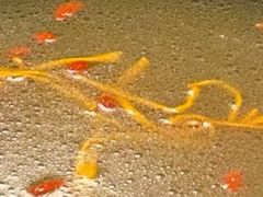 -慢丽江·云南野生菌土鸡锅(西山店)
