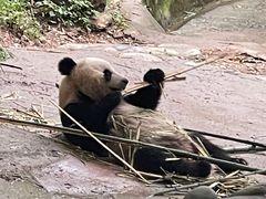 -都江堰中华大熊猫苑