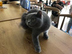 -平行世界·猫咖(首经贸店)