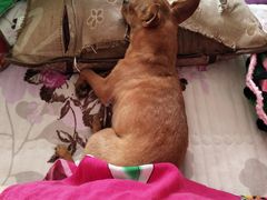 -宠颐生动物医院·心脏科·保险定点(锦阳分院)