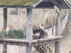 -中国大熊猫保护研究中心雅安碧峰峡基地
