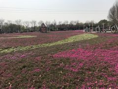 -石家庄市植物园