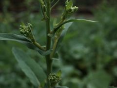 -贵阳李氏息烽阳朗鸡(民生路店)