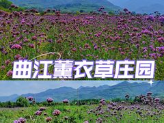 -曲江薰衣草庄园