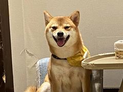 -逗柴咖啡屋·狗咖猫咖宠物桌游