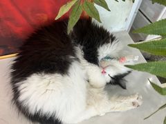 -共舞时光猫咖·狗咖(新街口店)