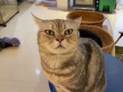 -平行世界·猫咖(首经贸店)