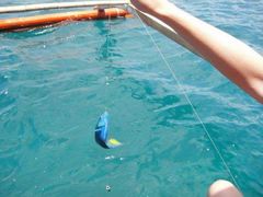 -小猫钓鱼海钓俱乐部(椰梦长廊店)