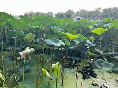 -长春市南湖公园