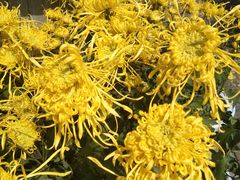 -天怡·鱼工厂(临江店)