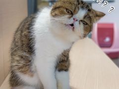 -瞄一喵猫咖(格力海岸店)