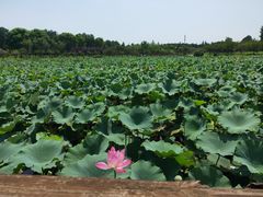 -上海海湾国家森林公园