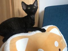 -山宅一喵德文卷毛猫舍