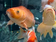 -上海海洋水族馆