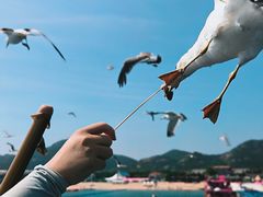 -海驴岛(荣成市)