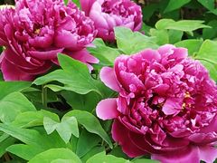 -莲花池公园