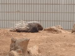 -石家庄市动物园