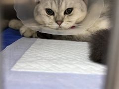 -中农国际动物医院24小时·猫科·骨科·急重症中心