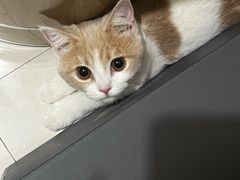 -艾吉宠物医院·疑难杂症转诊中心·猫友好(碧江路院)