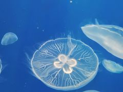-江和美海洋公园