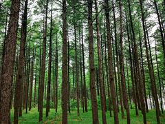 -塞罕坝国家级自然保护区