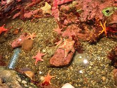 -西雅图水族馆