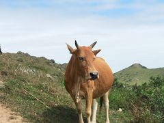 -大姆山草场