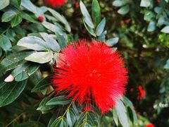 -西双版纳原始森林公园