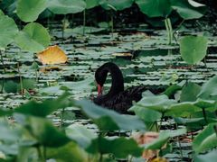 -四川大学(华西校区)