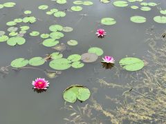 -白鹭湾湿地公园