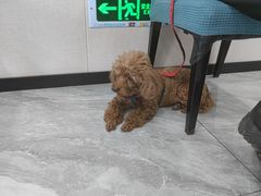 -宠颐生宠物医院·综合诊疗(先锋分院)