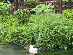 -杭州雅谷泉山庄酒店-餐厅