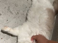 -爱侣·安琦尔宠物医院·中兽医针灸·心内科·狂犬免疫点(宝山区院)