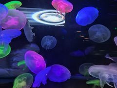 -太平洋海底世界