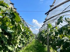 -马陆小张葡萄园农家乐